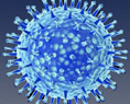 H7N9Ϯ